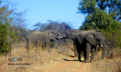 Medium africa safari