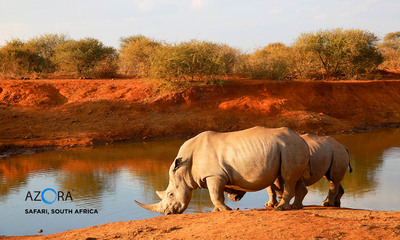 Medium africa safari2