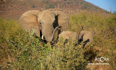 Medium africa safari5