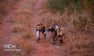 Medium africa safari8